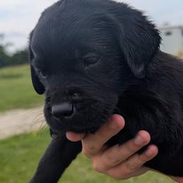 Stormy - Black female Labrador Retriever puppy in Garnett, Kansas from Timberland Creek Labradors