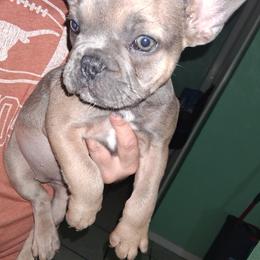 Rosie - Blue fawn female French Bulldog puppy in Canton, Texas from A&B 4ever Frenchies