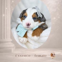 Essence - Merle female Bernedoodle puppy in Canton, Georgia from Teddy Puppies
