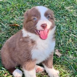 Summer - Red & white female Miniature Australian Shepherd puppy in California from Eagle River Aussies