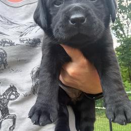 Violet - Black female Labrador Retriever puppy in Weare, New Hampshire from Emily's Labrador Retrievers