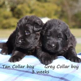 Second Pick boy - Black male German Shepherd puppy in Elkmont, Alabama from Oakmont Shepherds