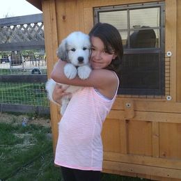 Great Pyrenees Puppies from Wells' Providence Pyrenees