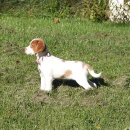 Brittany Puppies from Christmas Acres Brittanys