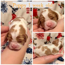 Poppy - Blenheim female Cavalier King Charles Spaniel puppy in Atwater, California from Countryside Royalty Cavaliers