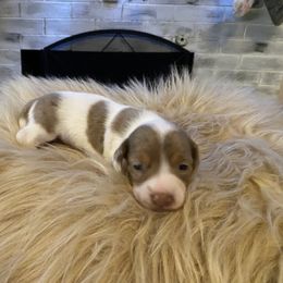 Ruby - Dapple female Dachshund puppy in Cushing, Oklahoma from Ash's mini Dach's