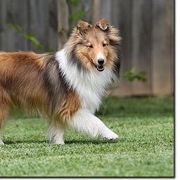 Shetland Sheepdogs from Ulysses Shelties
