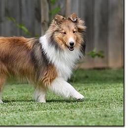Shetland Sheepdogs from Ulysses Shelties