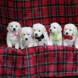Golden Retriever Puppies from K & M Golden Retrievers