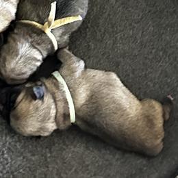 Teal - Fawn female Pug puppy in Baylis, Illinois from Cameo's Pugs