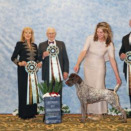 German Shorthaired Pointers from Halestorm Kennel