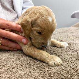 Goldendoodle Puppies from Old Line Doodles