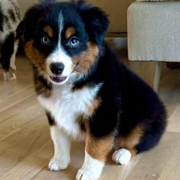 JET - male Toy Australian Shepherd puppy in Bixby, Oklahoma from Roeboat Aussies
