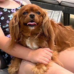 Salsa - Cavalier King Charles Spaniel
