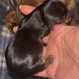 AKC Purebred Yorkshire - Black and tan male Yorkshire Terrier puppy in Cheektowaga, New York from Mike's Puppies
