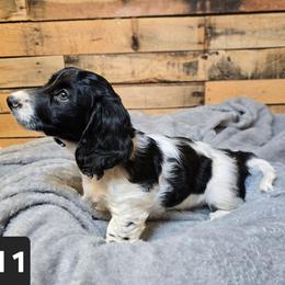 Shy - Piebald female Dachshund puppy in Marionville, Missouri from Pamela's Dachshunds