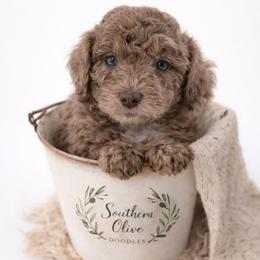 Green - Sable male Aussiedoodle puppy in Byron, Georgia from Southern Olive Doodles 🫒