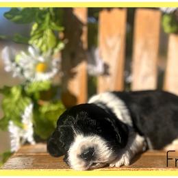 Franklin - Black and white male Cocker Spaniel puppy in Clinton, Oklahoma from Enchanted Spaniels
