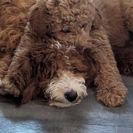 Goldendoodle Puppies from Mini Island Doodles