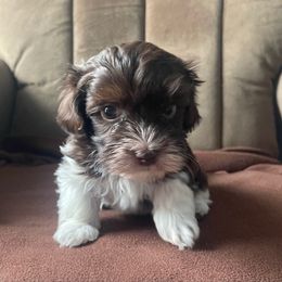 Jimmy - Chocolate male Havanese puppy in Portage, Indiana from Happiness in Havanese