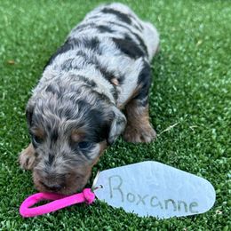 Bernedoodle Puppies from Bernedoodle Love Puppies