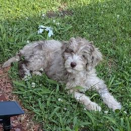 Aussiedoodle Puppies from Ridgeline Doodles