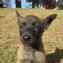 White collar - Fawn female Belgian Malinois puppy in Kelley, Iowa from Midwest Malinois