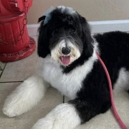Bernedoodles, Goldendoodles, Poodles, and Sheepadoodles from Kerr Kanine Ranch