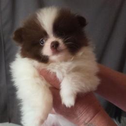 Bunny Girl 1 - Chocolate parti female Pomeranian puppy in Maplefalls, Washington from Snow peak poms