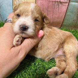 Cherri - Wheaten female Miniature Schnauzer puppy in Lufkin, Texas from C&K’s Schnauzer House