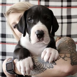 Great Danes from Chanoz Great Danes