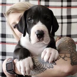 Great Danes from Chanoz Great Danes