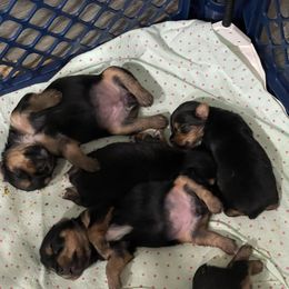Yorkshire Terrier Puppies from K’s Yorkies