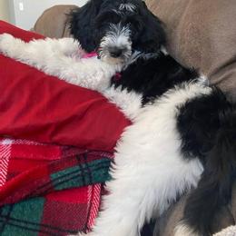 Goldendoodle, Golden Retriever, and Sheepadoodle Puppies from Guppy Puppies