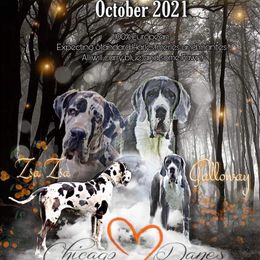 Great Dane Puppies from Chicago Danes