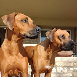Rhodesian Ridgebacks from Stoneridge Ridgebacks