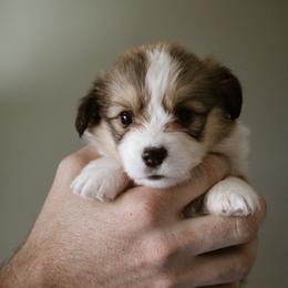 Loaf - Sable female Pembroke Welsh Corgi puppy in South Otselic, New York from Ridge Top Corgis