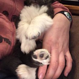 Shetland Sheepdog Puppies from Sunny Shelties