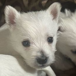 Boy 1 - West Highland White Terrier puppy in Ridgeway, Virginia from Rivers Bend Westies