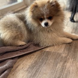 Naula - Cream sable parti female Pomeranian puppy in Colton, Oregon from Shelli’s Pampered Poms