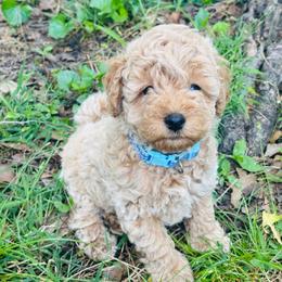 Myggsy - Cream male Goldendoodle puppy in Piedmont, Oklahoma from Perdue Puppies