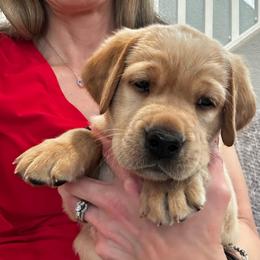 Boston - Yellow male Labrador Retriever puppy in Queen Creek, Arizona from Lucy’s Labradors