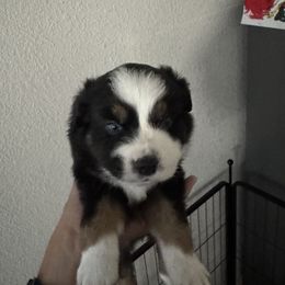 Miniature American Shepherd Puppies from Moonlight Trail Aussies