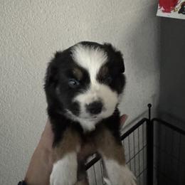 Miniature American Shepherd Puppies from Moonlight Trail Aussies
