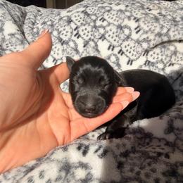 Victoria - Black female German Shepherd puppy in Perrysburg, Ohio from Fancy GSDs LLC