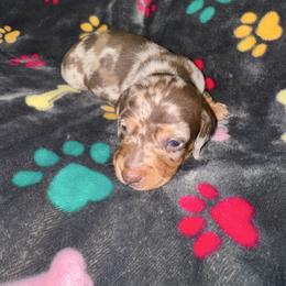 AKC Valentine - Dapple male Dachshund puppy in Knoxville, Tennessee from Thea's Puppies