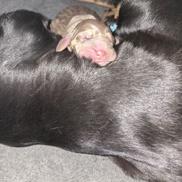 Bloodhound Puppies from Diamond Bloodhound Kennels