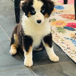Dolly - Black tri female Miniature American Shepherd puppy in Jonesborough, Tennessee from Bouchard’s Best Shepherds