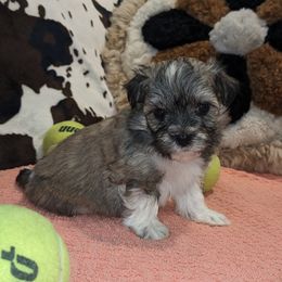 Havanese Puppies from AKC Havanese