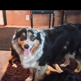 Harlow - Australian Shepherd